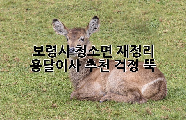 보령시 청소면 재정리 용달이사 추천: 걱정 뚝! 💯